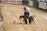 First_Solo_Racing_2011_Ceska_greyhound_dostihova_federace_DSC00483.JPG