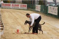 First_Solo_Racing_2011_Ceska_greyhound_dostihova_federace_DSC00485.JPG