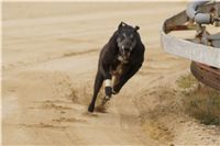 First_Solo_Racing_2011_Ceska_greyhound_dostihova_federace_DSC00496.JPG