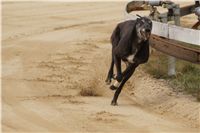 First_Solo_Racing_2011_Ceska_greyhound_dostihova_federace_DSC00498.JPG