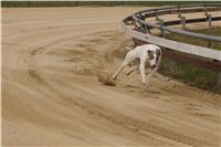 First_Solo_Racing_2011_Ceska_greyhound_dostihova_federace_DSC00542.JPG