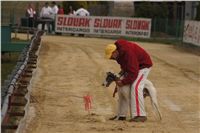 First_Solo_Racing_2011_Ceska_greyhound_dostihova_federace_DSC00549.JPG