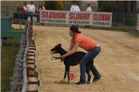 First_Solo_Racing_2011_Ceska_greyhound_dostihova_federace_DSC00572.JPG