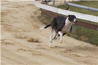 First_Solo_Racing_2011_Ceska_greyhound_dostihova_federace_DSC00609.JPG