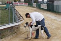 First_Solo_Racing_2011_Ceska_greyhound_dostihova_federace_DSC00644.JPG