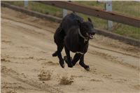 First_Solo_Racing_2011_Ceska_greyhound_dostihova_federace_DSC00668.JPG