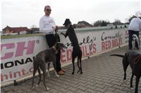 First_Solo_Racing_2011_Ceska_greyhound_dostihova_federace_DSC00694.JPG