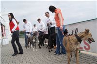 First_Solo_Racing_2011_Ceska_greyhound_dostihova_federace_DSC00769.JPG