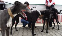 First_Solo_Racing_2011_Ceska_greyhound_dostihova_federace_DSC00775.JPG