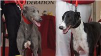 First_Solo_Racing_2011_Ceska_greyhound_dostihova_federace_DSC00798.JPG