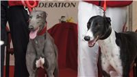 First_Solo_Racing_2011_Ceska_greyhound_dostihova_federace_DSC00799.JPG