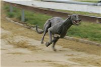 First_Solo_Racing_2011_Ceska_greyhound_dostihova_federace_NQ1M1464.JPG