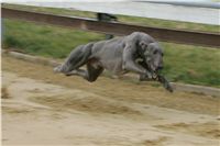 First_Solo_Racing_2011_Ceska_greyhound_dostihova_federace_NQ1M1465.JPG