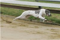 First_Solo_Racing_2011_Ceska_greyhound_dostihova_federace_NQ1M1486.JPG