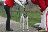 First_Solo_Racing_2011_Ceska_greyhound_dostihova_federace_NQ1M1491.JPG