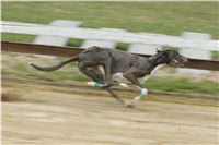 First_Solo_Racing_2011_Ceska_greyhound_dostihova_federace_NQ1M1523.JPG