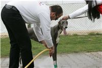 First_Solo_Racing_2011_Ceska_greyhound_dostihova_federace_NQ1M1527.JPG