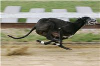 First_Solo_Racing_2011_Ceska_greyhound_dostihova_federace_NQ1M1532.JPG