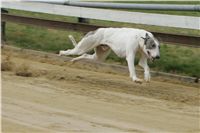 First_Solo_Racing_2011_Ceska_greyhound_dostihova_federace_NQ1M1550.JPG