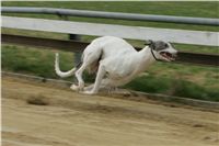 First_Solo_Racing_2011_Ceska_greyhound_dostihova_federace_NQ1M1551.JPG