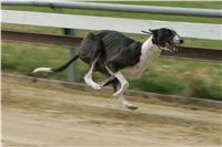 First_Solo_Racing_2011_Ceska_greyhound_dostihova_federace_NQ1M1579.JPG