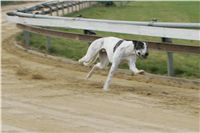 First_Solo_Racing_2011_Ceska_greyhound_dostihova_federace_NQ1M1590.JPG