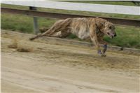 First_Solo_Racing_2011_Ceska_greyhound_dostihova_federace_NQ1M1604.JPG