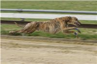 First_Solo_Racing_2011_Ceska_greyhound_dostihova_federace_NQ1M1606.JPG