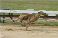 First_Solo_Racing_2011_Ceska_greyhound_dostihova_federace_NQ1M1607.JPG