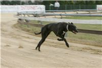 First_Solo_Racing_2011_Ceska_greyhound_dostihova_federace_NQ1M1640.JPG