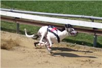 Third_Trial_Racing_2011_Ceska_greyhound_dostihova_federace_14h52m10s61.png