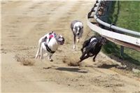 Third_Trial_Racing_2011_Ceska_greyhound_dostihova_federace_23s127.png