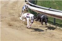 Third_Trial_Racing_2011_Ceska_greyhound_dostihova_federace_58s234.png