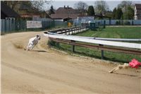 Third_Trial_Racing_2011_Ceska_greyhound_dostihova_federace_DSC01904.JPG