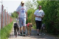 Third_Trial_Racing_2011_Ceska_greyhound_dostihova_federace_DSC01917.JPG