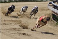 Third_Trial_Racing_2011_Ceska_greyhound_dostihova_federace_DSC01922.JPG