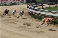 Third_Trial_Racing_2011_Ceska_greyhound_dostihova_federace_DSC01924.JPG