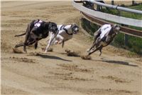 Third_Trial_Racing_2011_Ceska_greyhound_dostihova_federace_DSC01926.jpg