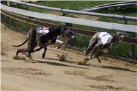 Third_Trial_Racing_2011_Ceska_greyhound_dostihova_federace_DSC01928.JPG