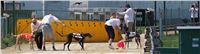 Third_Trial_Racing_2011_Ceska_greyhound_dostihova_federace_DSC01948.JPG