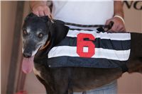 Third_Trial_Racing_2011_Ceska_greyhound_dostihova_federace_DSC01965.JPG