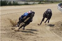 Third_Trial_Racing_2011_Ceska_greyhound_dostihova_federace_DSC02011.JPG