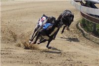 Third_Trial_Racing_2011_Ceska_greyhound_dostihova_federace_DSC02013.JPG