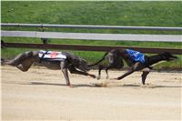 Third_Trial_Racing_2011_Ceska_greyhound_dostihova_federace_DSC02020.JPG