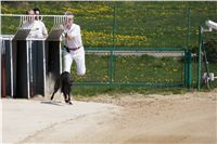 Third_Trial_Racing_2011_Ceska_greyhound_dostihova_federace_DSC02119.JPG