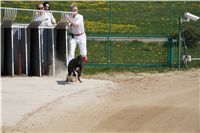 Third_Trial_Racing_2011_Ceska_greyhound_dostihova_federace_DSC02120.JPG