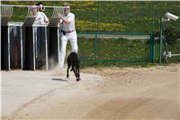 Third_Trial_Racing_2011_Ceska_greyhound_dostihova_federace_DSC02121.JPG