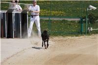 Third_Trial_Racing_2011_Ceska_greyhound_dostihova_federace_DSC02123.JPG