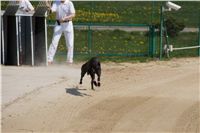 Third_Trial_Racing_2011_Ceska_greyhound_dostihova_federace_DSC02124.JPG