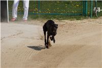 Third_Trial_Racing_2011_Ceska_greyhound_dostihova_federace_DSC02125.JPG